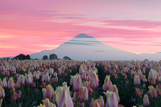 Mt Hood Tulips