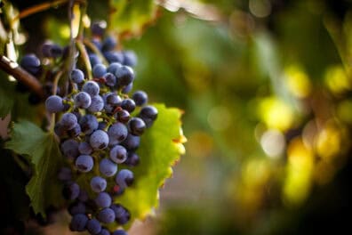 Close-up of ripe purple wine grapes growing on a vine in Yamhill County, Oregon, symbolizing the region’s vibrant community and agricultural roots.