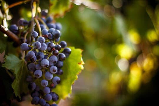 Close-up of ripe purple wine grapes growing on a vine in Yamhill County, Oregon, symbolizing the region’s vibrant community and agricultural roots.